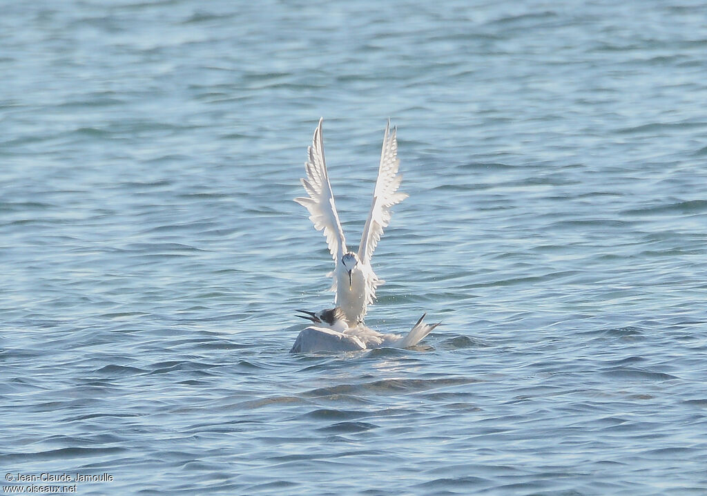 Sandwich Tern, Behaviour
