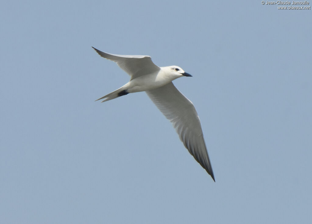 Gull-billed Ternadult post breeding