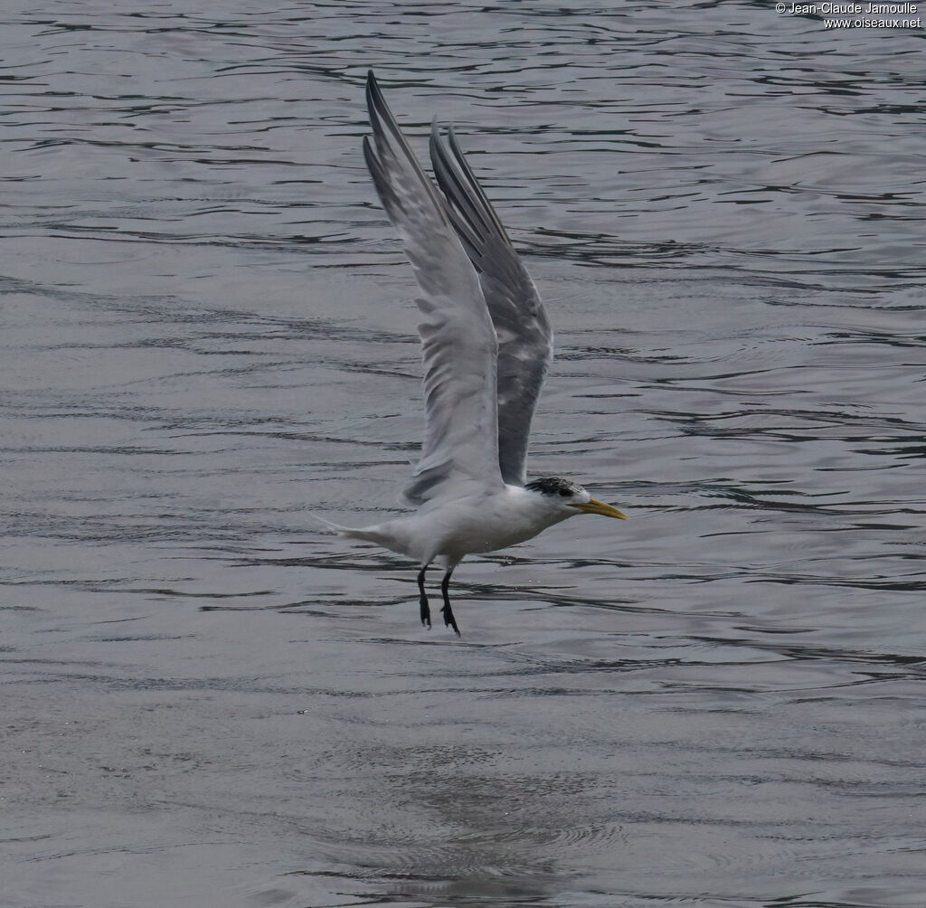 Sterne huppéeadulte, pêche/chasse