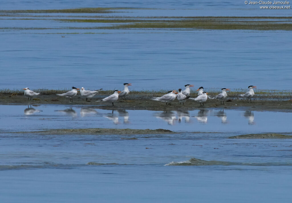 Royal Tern