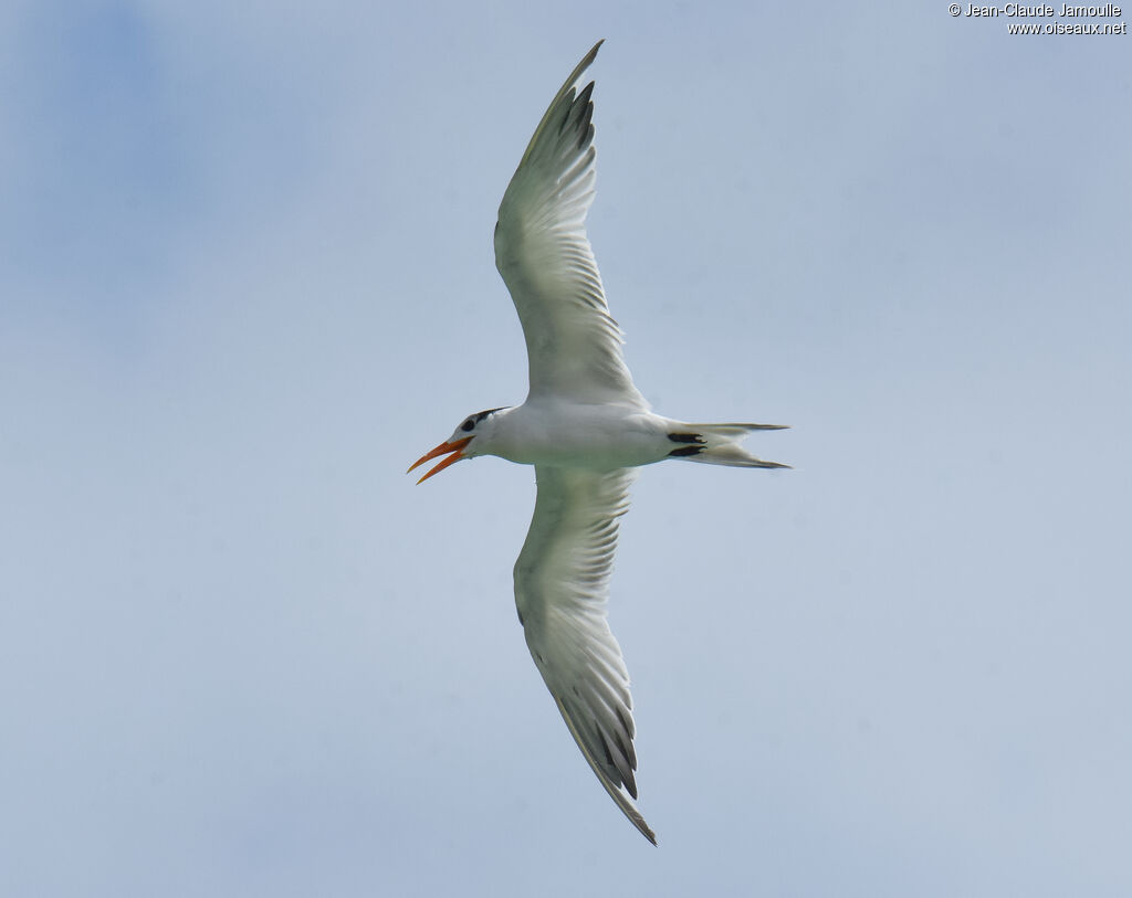 Royal Ternsubadult post breeding, Flight, fishing/hunting
