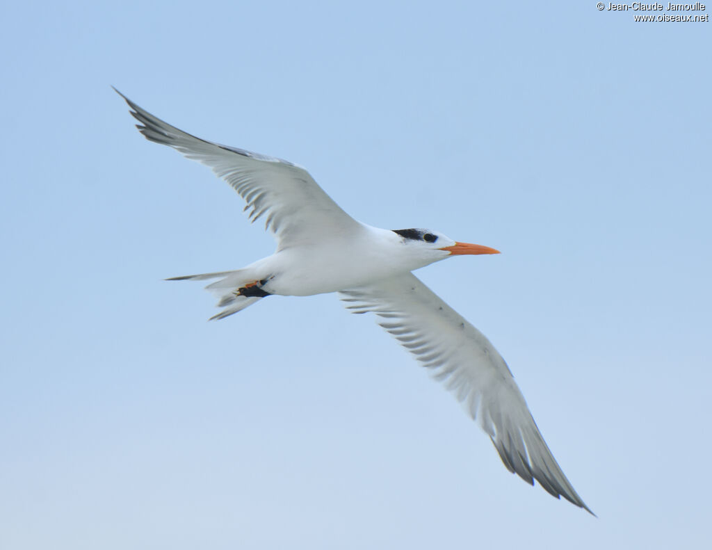 Royal Tern