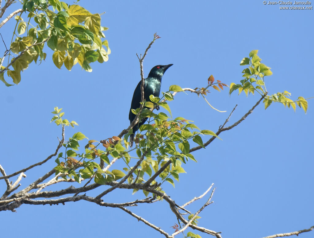 Asian Glossy Starling