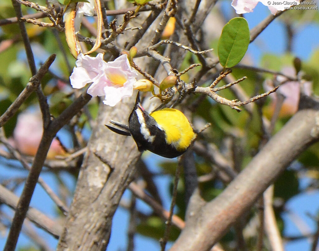 Bananaquitadult, close-up portrait, pigmentation, eats
