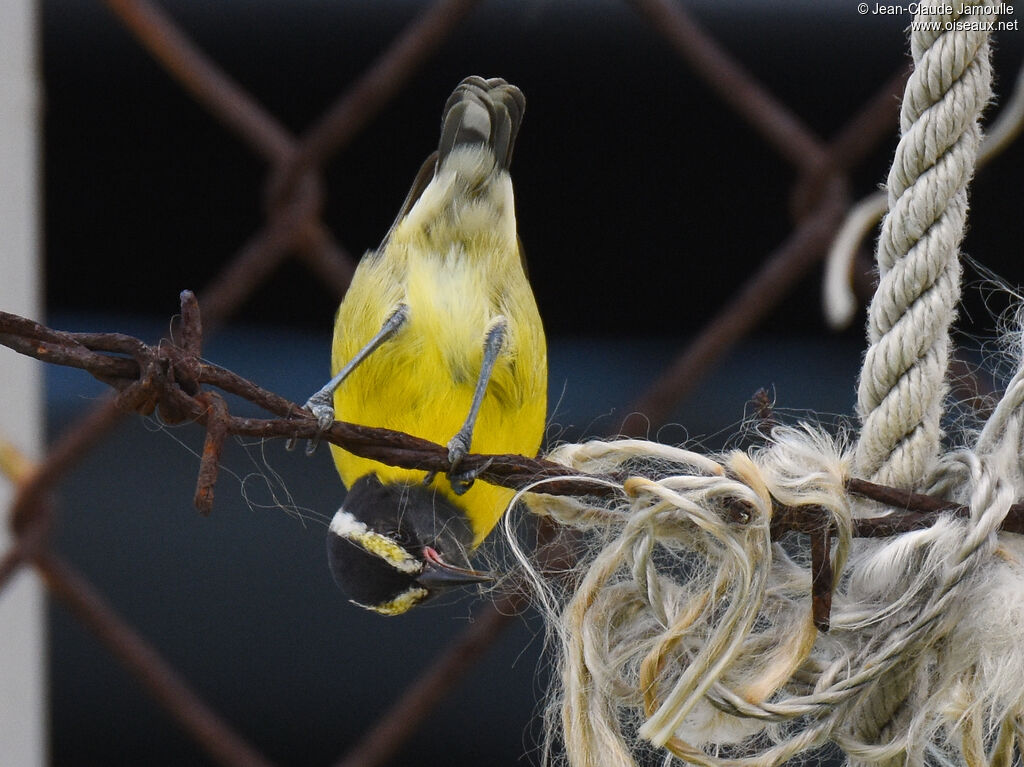 Sucrier à ventre jaune