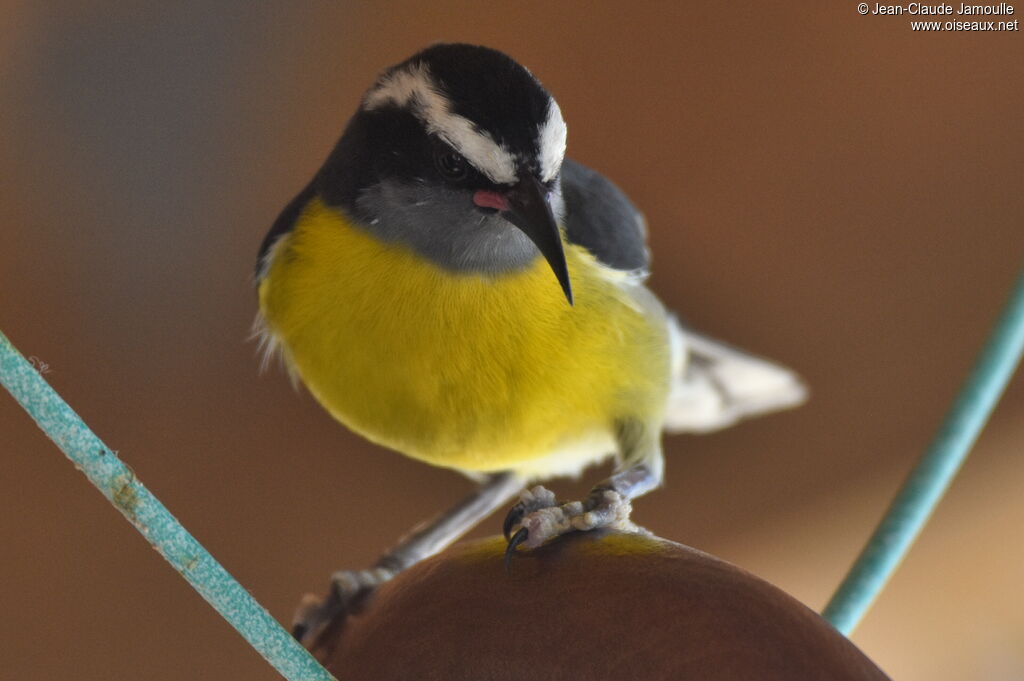 Sucrier à ventre jaune