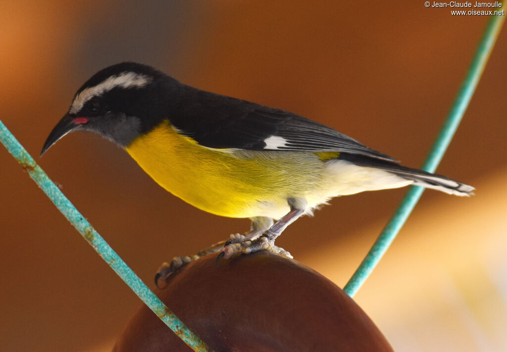 Sucrier à ventre jaune