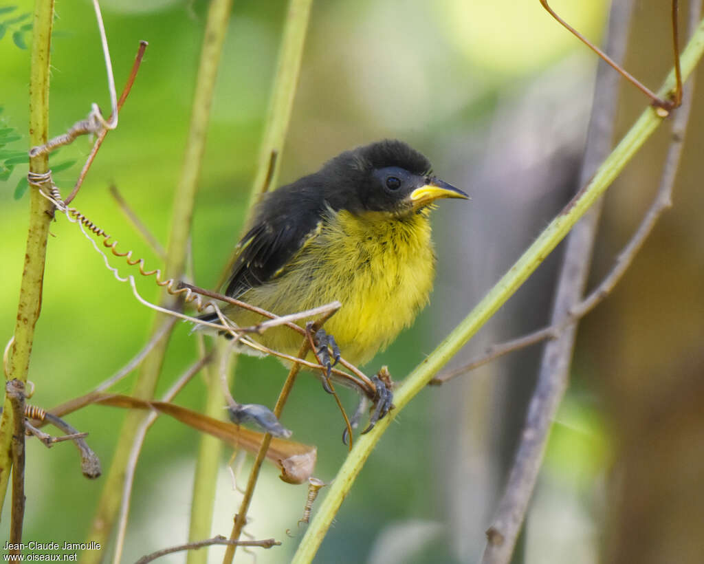 Bananaquitjuvenile, identification
