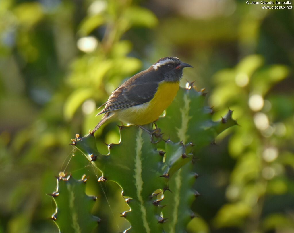 Bananaquit