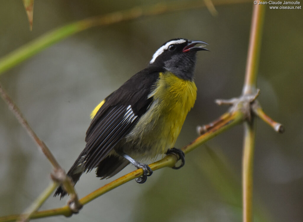 Bananaquit