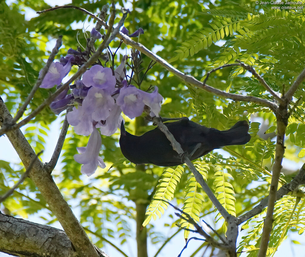 Sucrier à ventre jauneadulte, régime