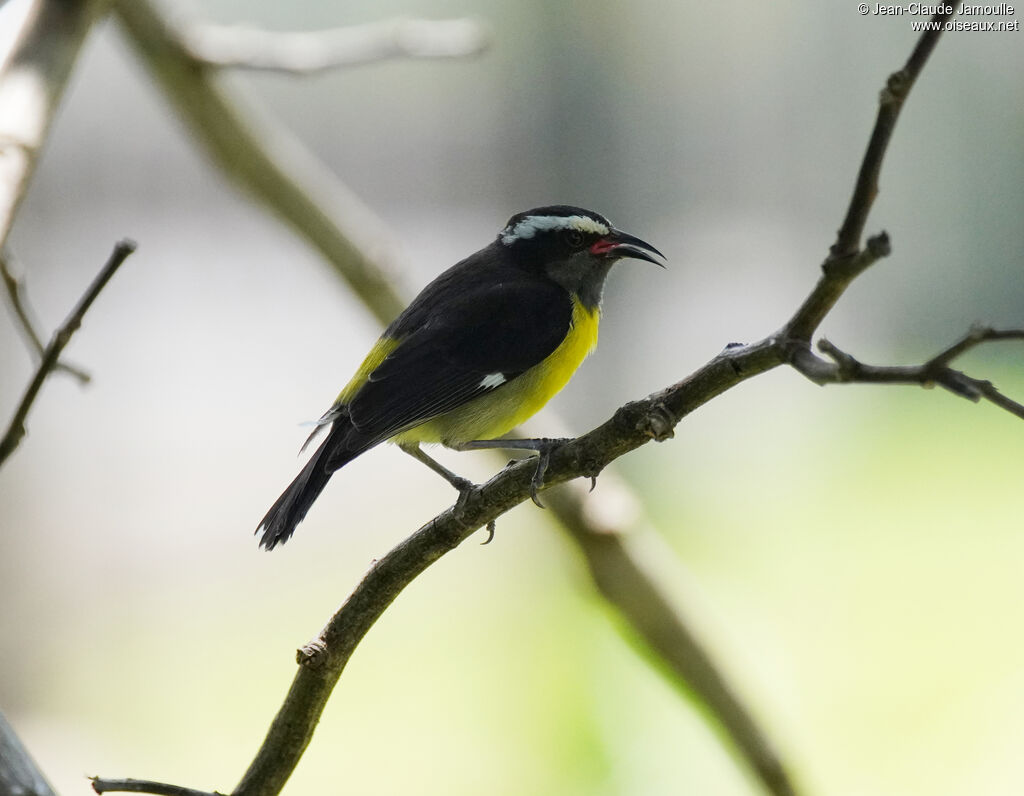 Sucrier à ventre jauneadulte