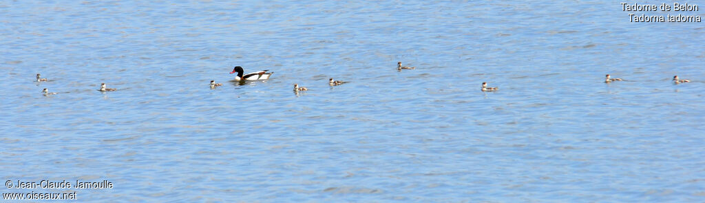 Common Shelduck female First year, Behaviour