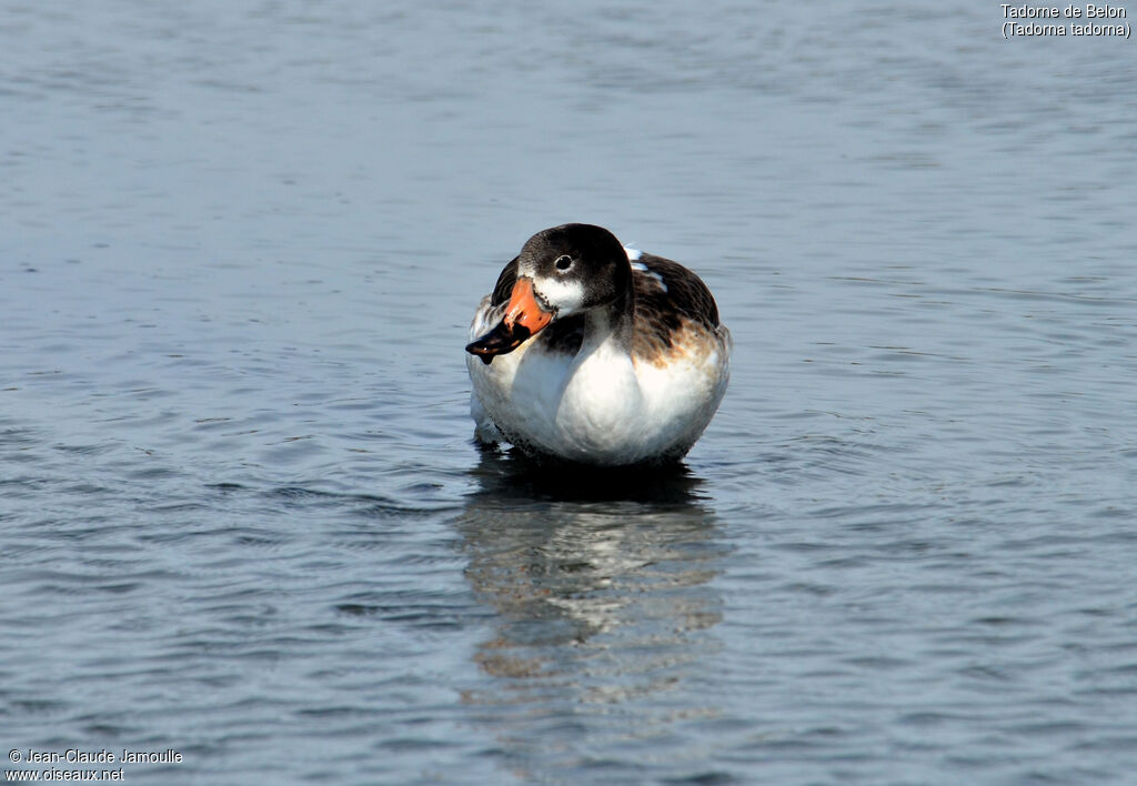 Common Shelduckjuvenile, feeding habits