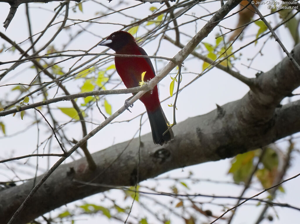 Tangara à dos rougeadulte