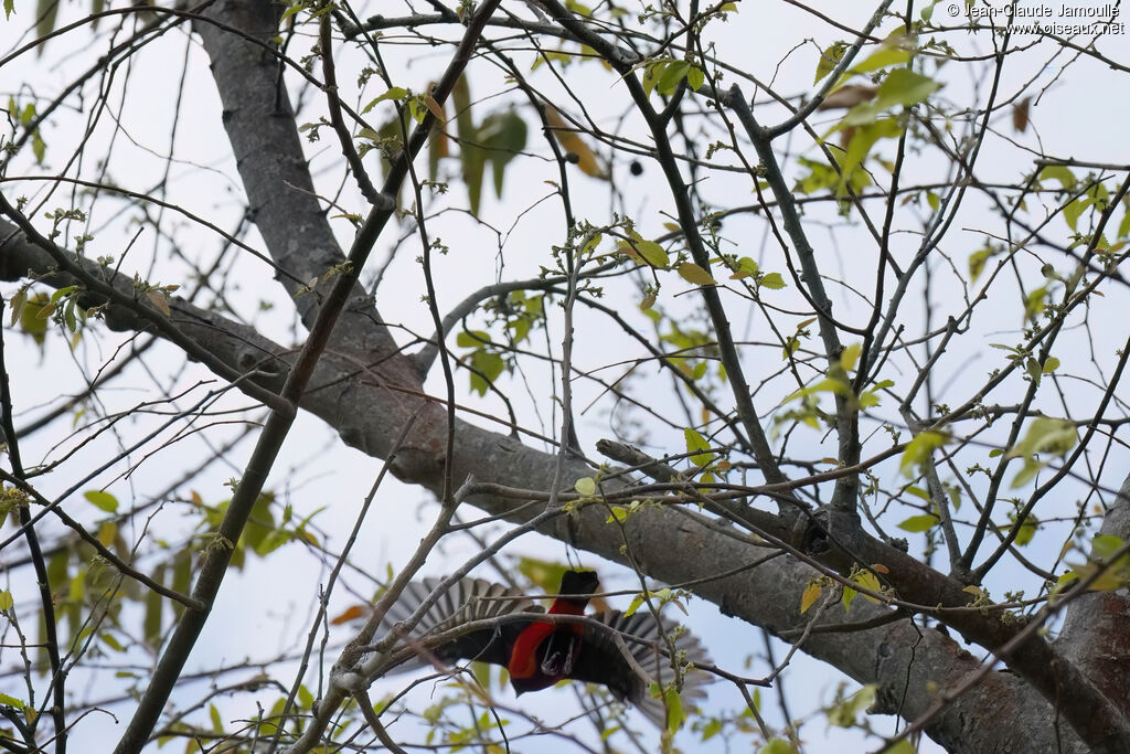 Tangara à dos rouge