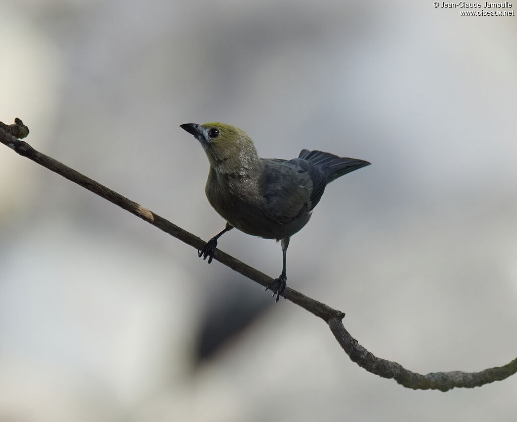 Tangara des palmiersadulte