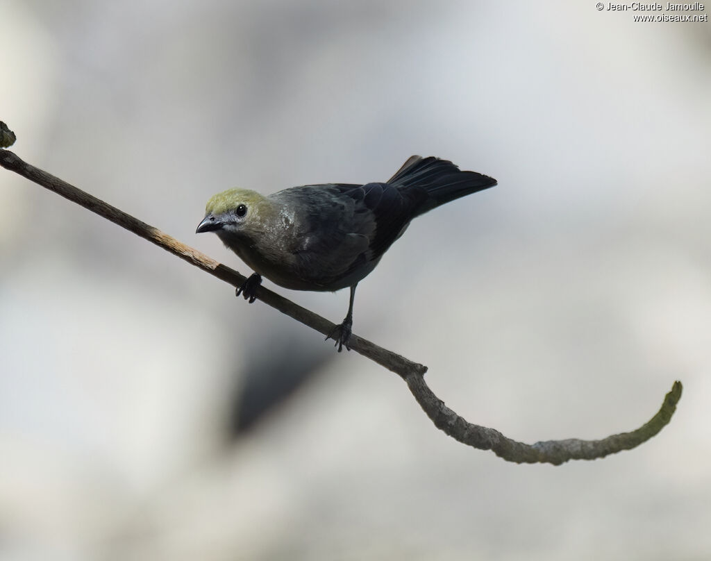 Tangara des palmiers