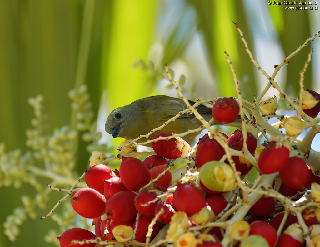 Tangara des palmiersadulte, régime