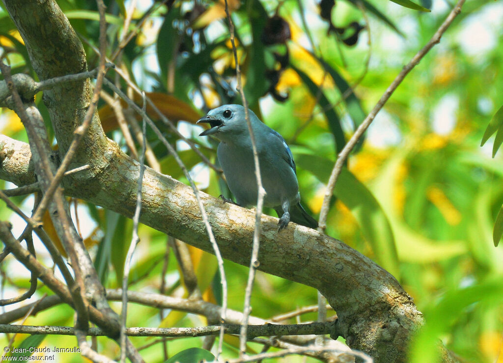 Tangara évêque, chant