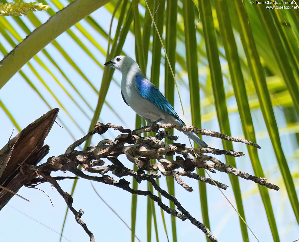 Tangara évêqueadulte