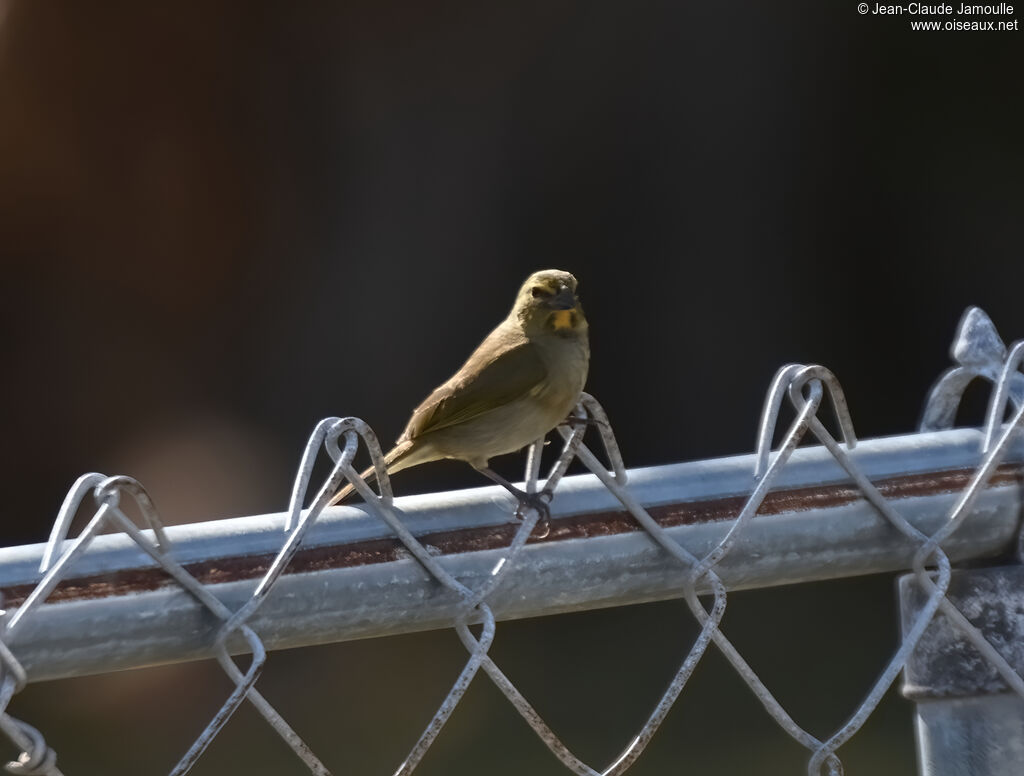 Yellow-faced Grassquit
