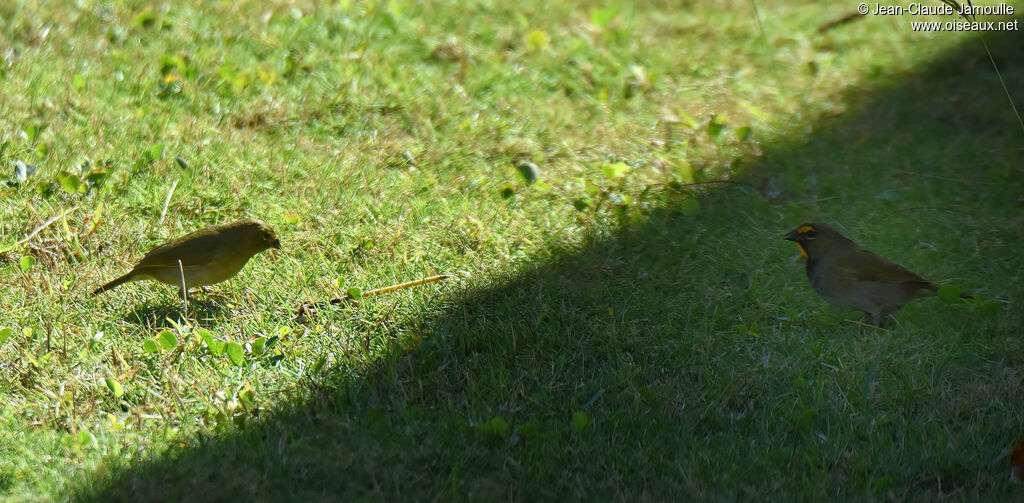 Yellow-faced Grassquit