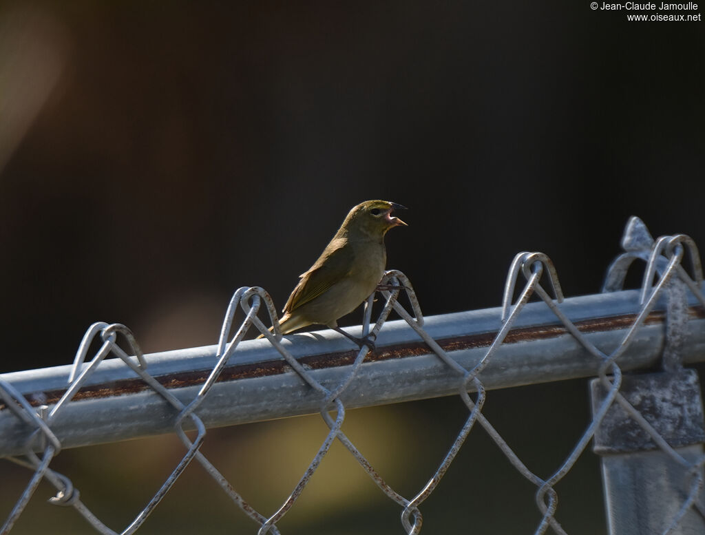 Yellow-faced Grassquit