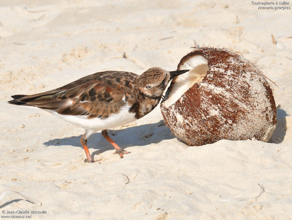 Ruddy Turnstone, Behaviour