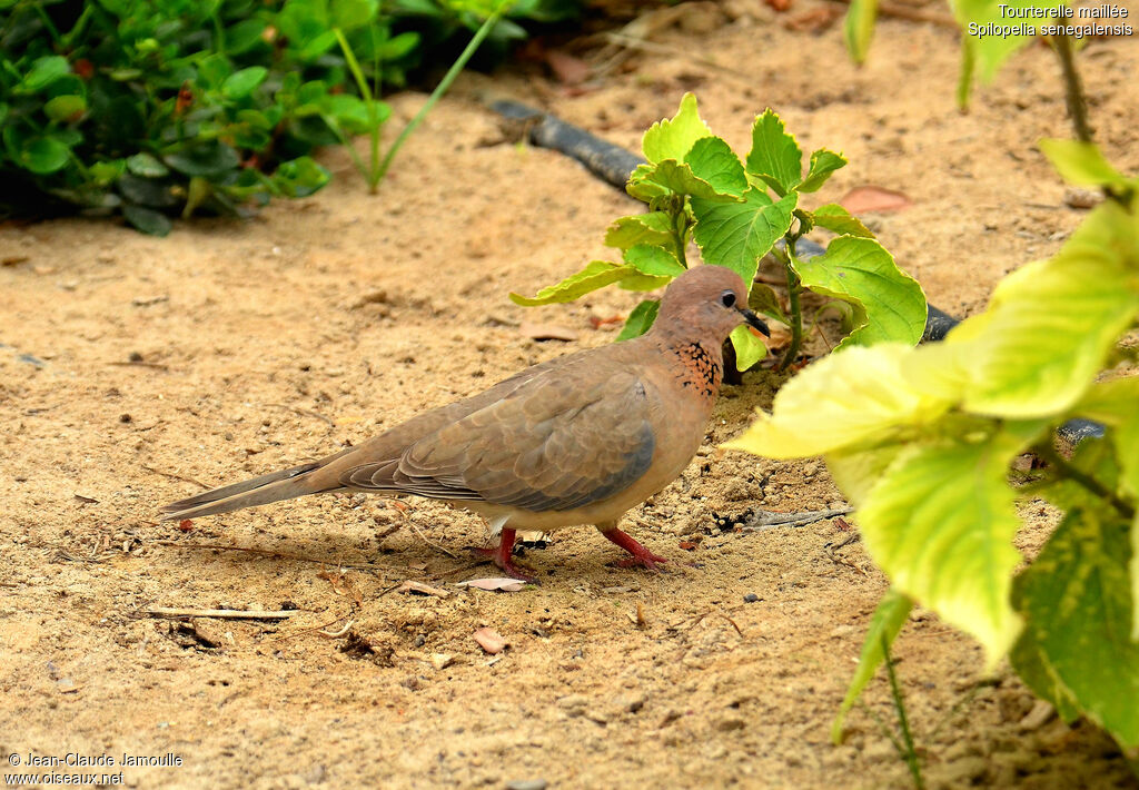 Laughing Dove, Behaviour