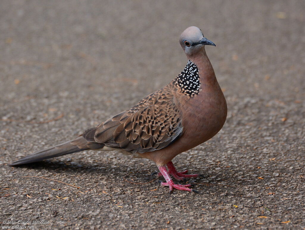 Spotted Dove