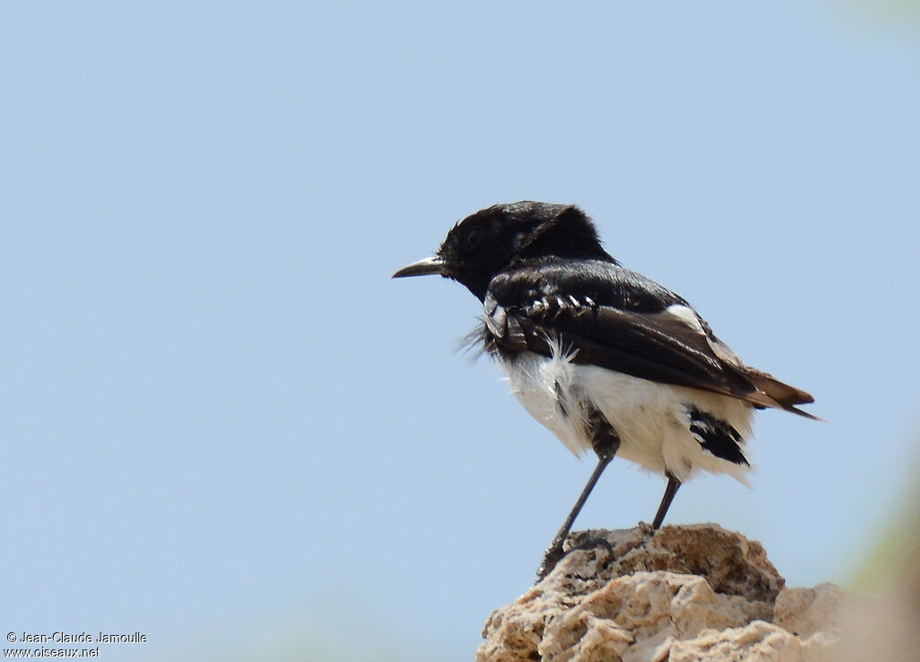 Hume's Wheatear