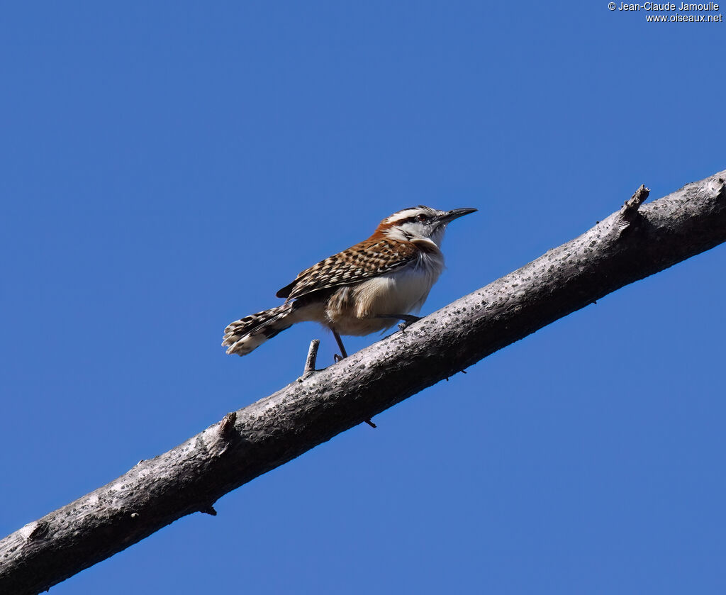 Troglodyte à dos roux