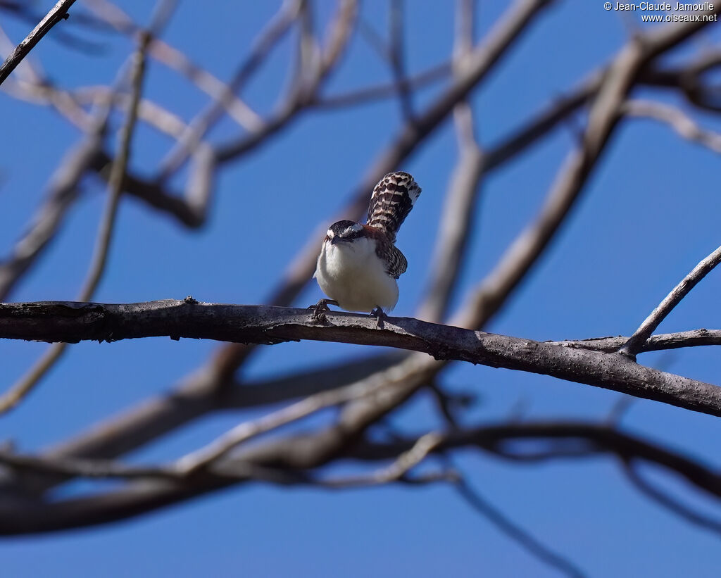 Troglodyte à dos roux