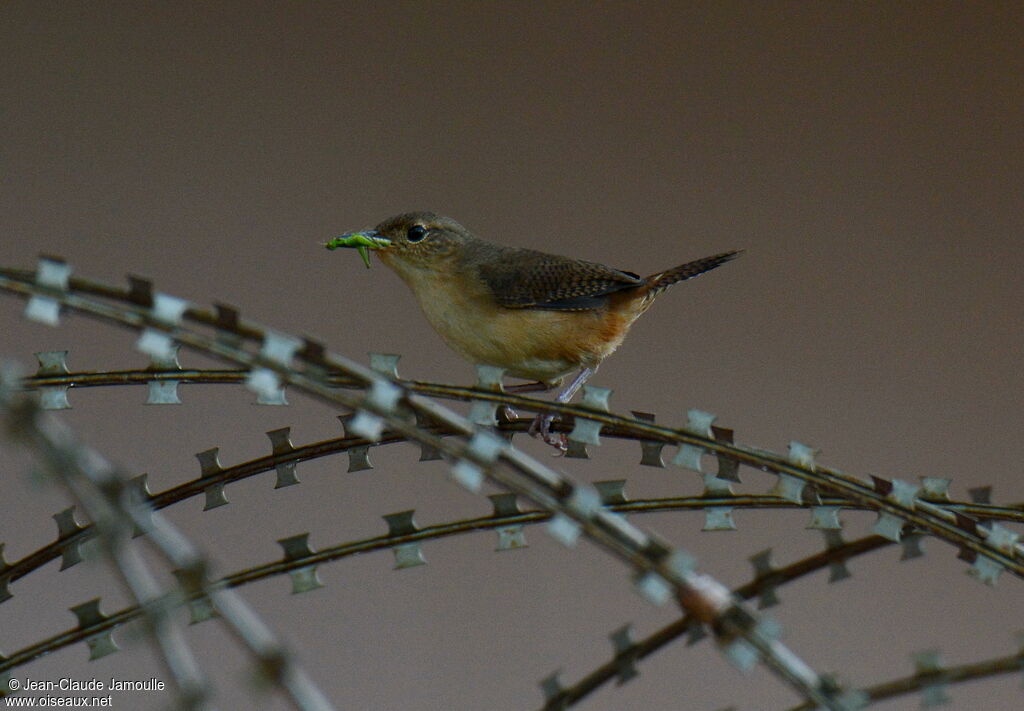 Southern House Wren, feeding habits