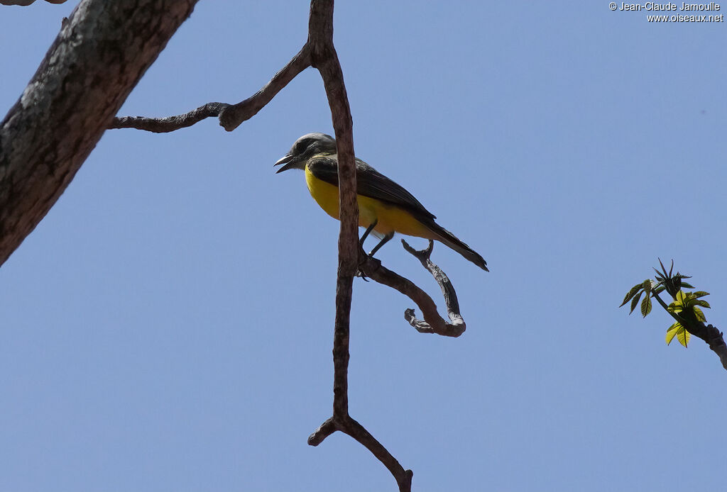 Grey-capped Flycatcher