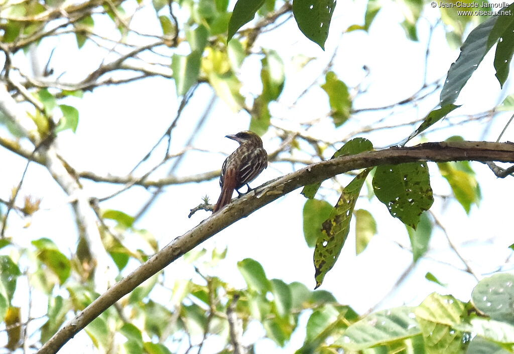 Streaked Flycatcher