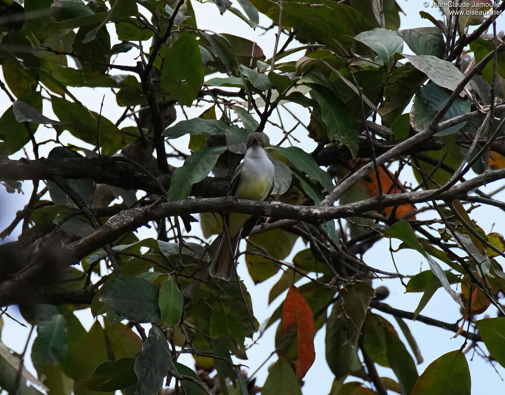 Grenada Flycatcher