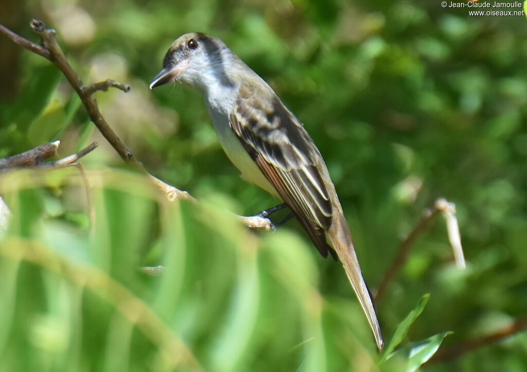 Grenada Flycatcher