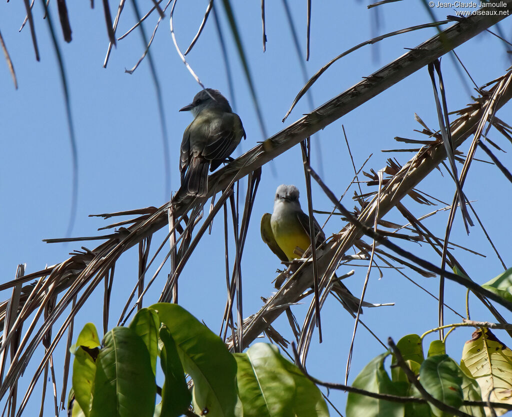 Western Kingbird