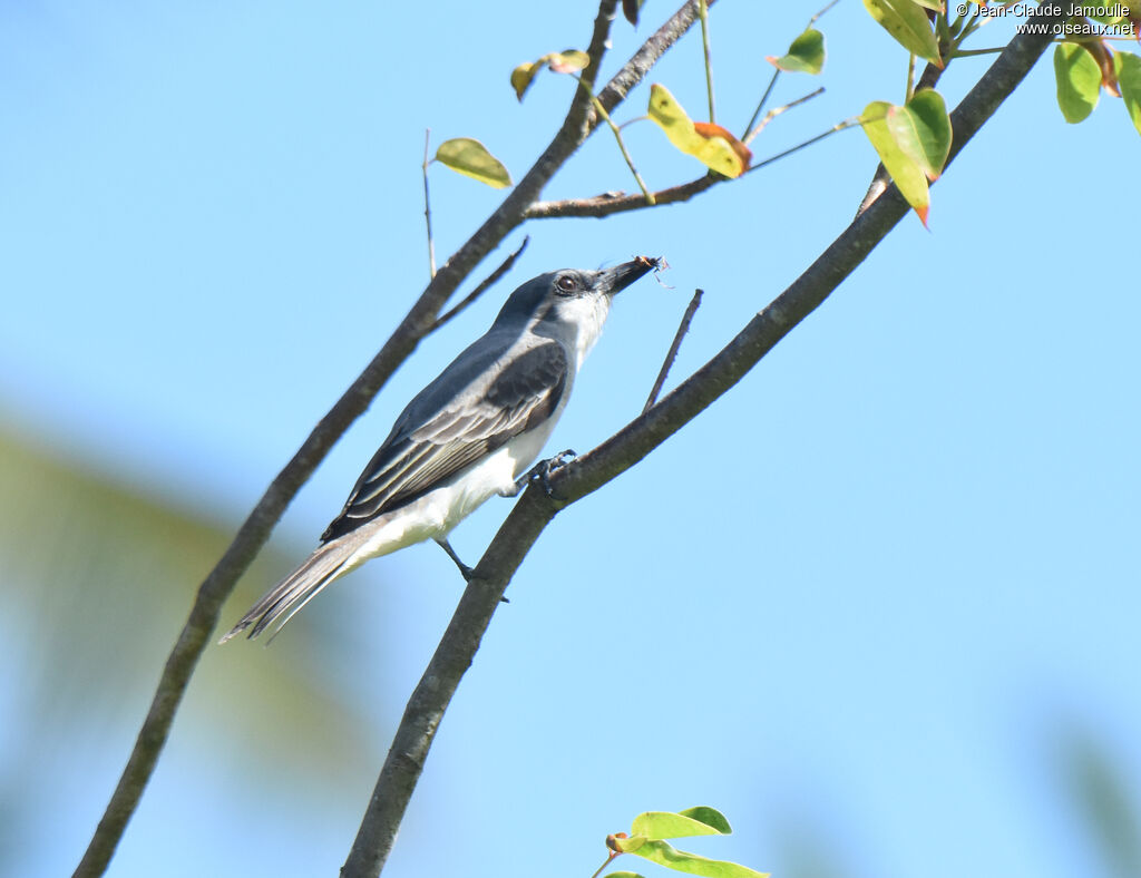Grey Kingbirdadult, feeding habits, eats