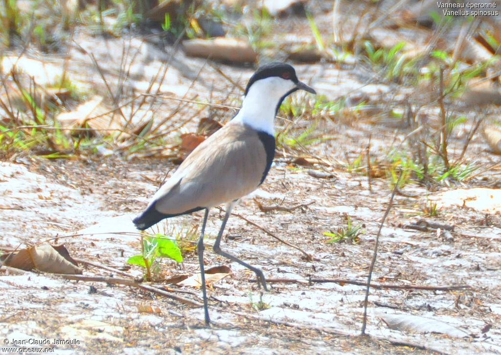 Vanneau éperonné, identification