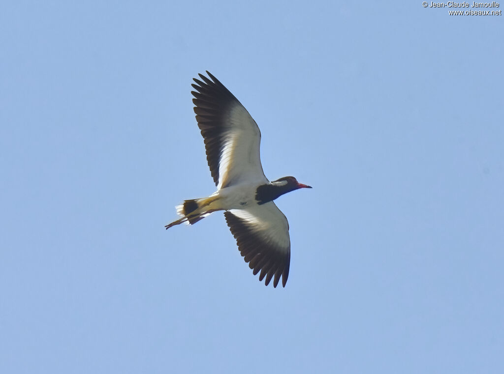 Red-wattled Lapwing