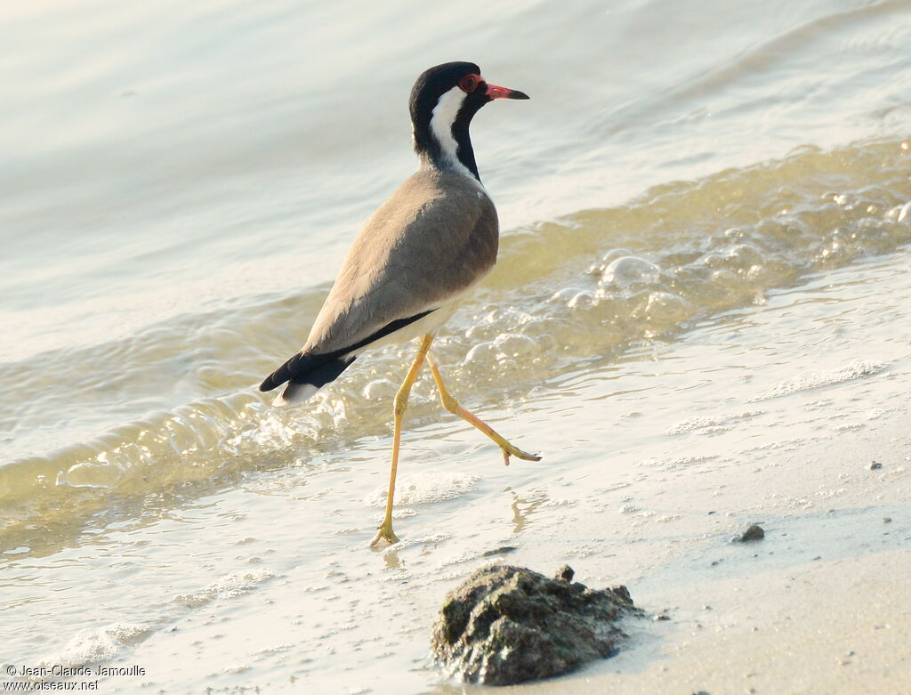 Red-wattled Lapwing