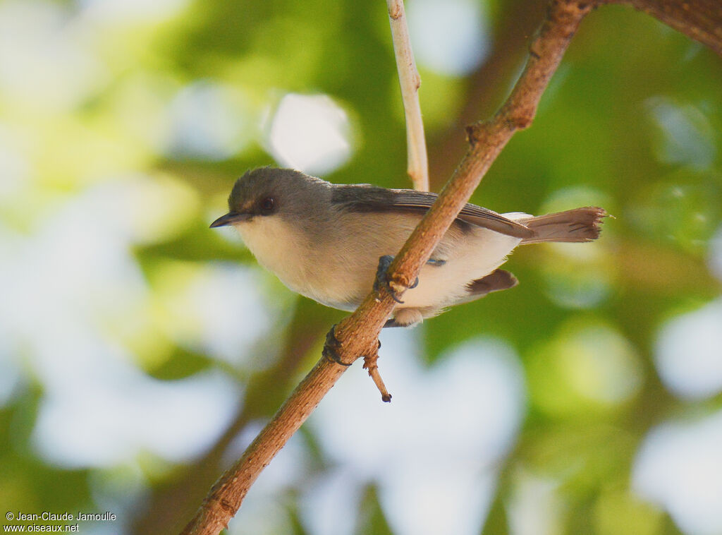 Mauritius Grey White-eye