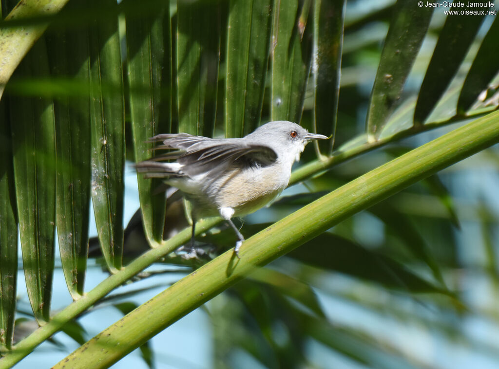 Mauritius Grey White-eye