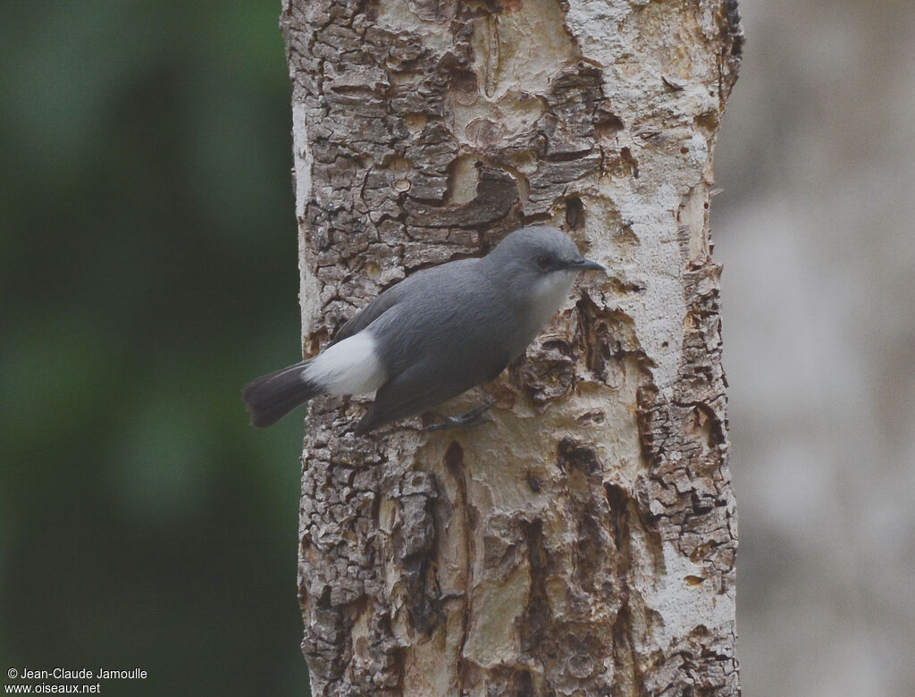 Mauritius Grey White-eye, identification