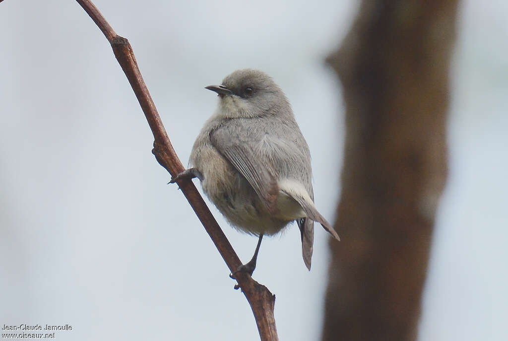 Mauritius Grey White-eyeadult, identification