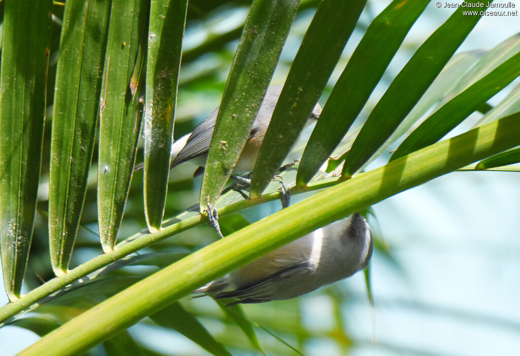 Mauritius Grey White-eye