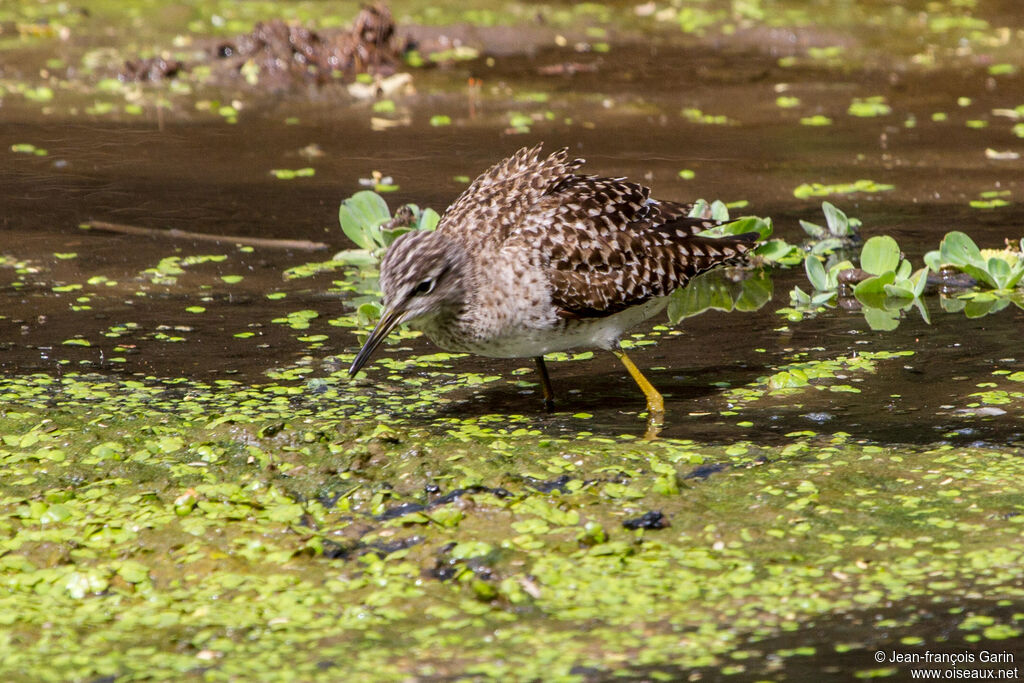 Wood Sandpiper
